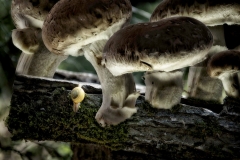 Fungi-Forest