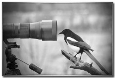 Caught_on_Camera