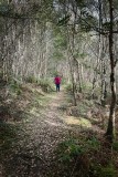 A-stroll-in-the-woods