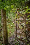 Path-to-the-woods