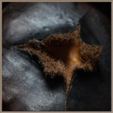 Chestnuts_Roasting_on_an_Open_Fire