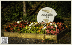 Maggies - Thank You