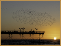 Starlings