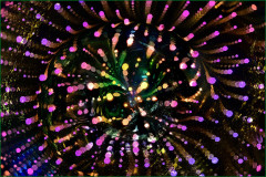 A_Kaleidoscope_of_Stars