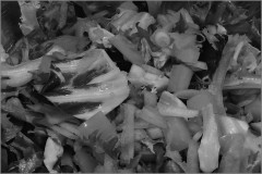 Side_Order_of_Dullness