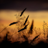 D_Sunset_silhouette