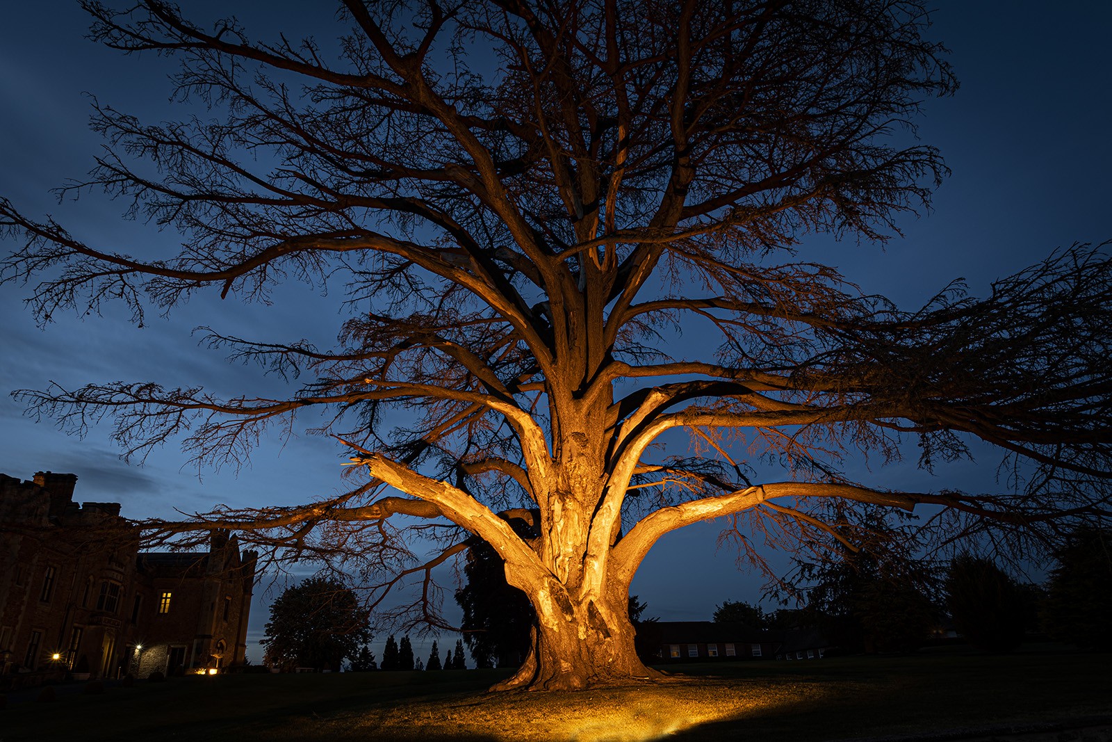 tree-and-castle