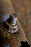 rusty_nut