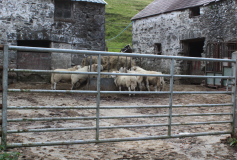 community-voices-2-b